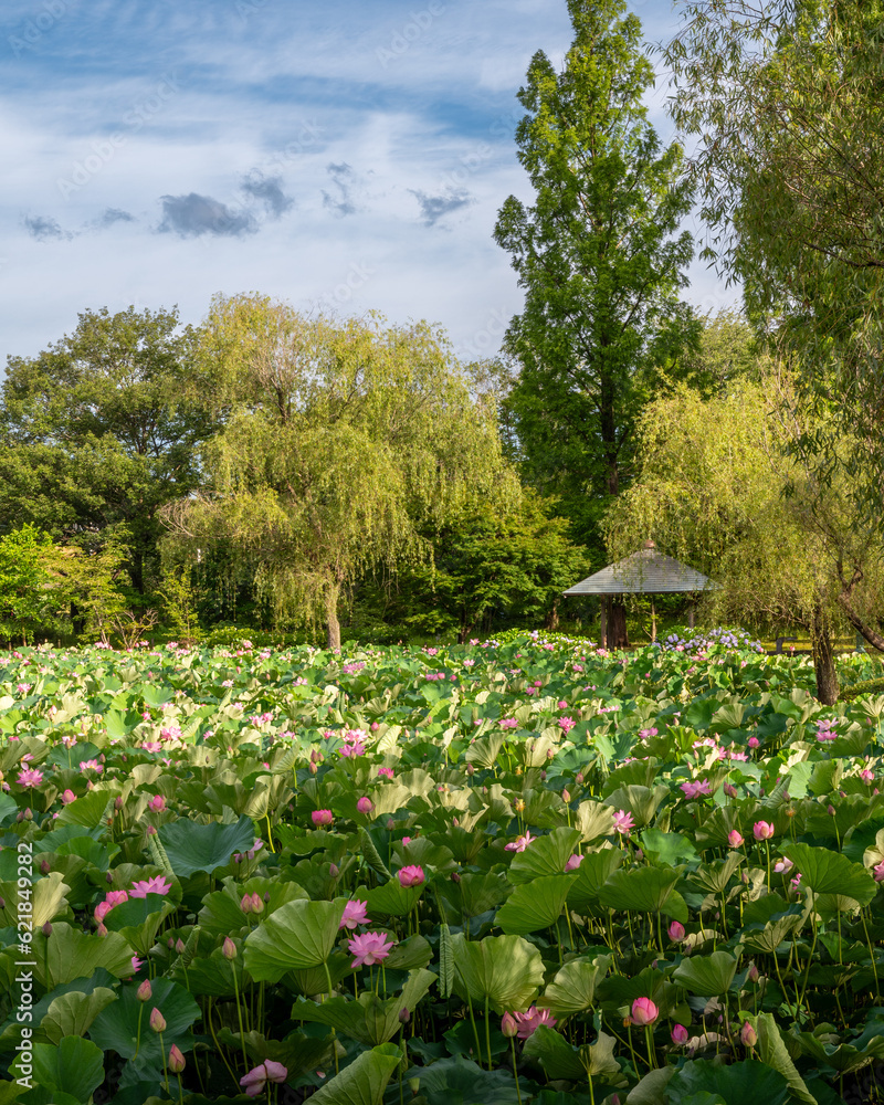 Obraz premium 茨城県水戸市 茨城県立歴史館の初夏の風景