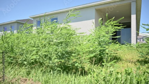 tall weeds in backyard of home make for an hoa violation in South Florida photo