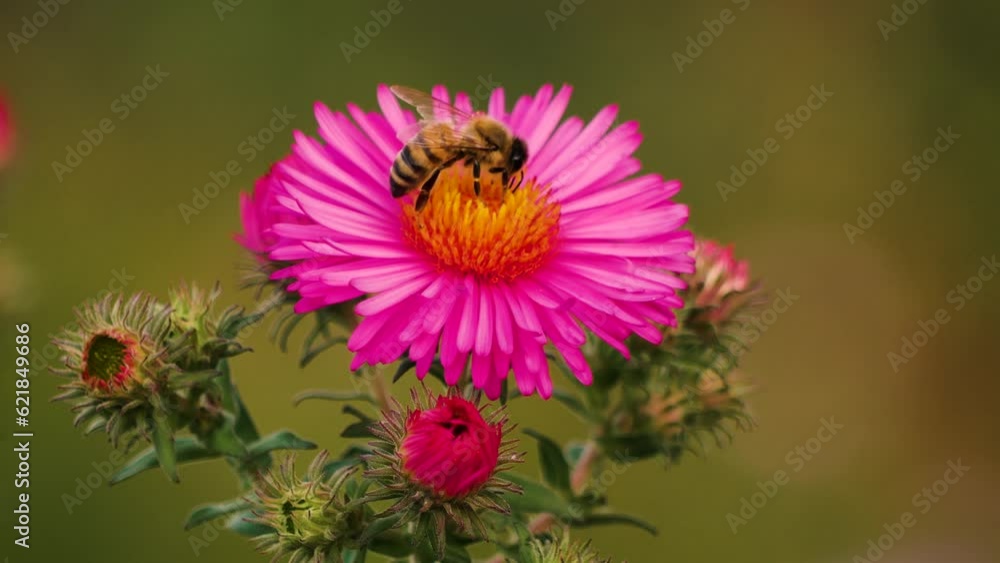 Wild bees on the flower of an aster Wild bees on the flower of an aster