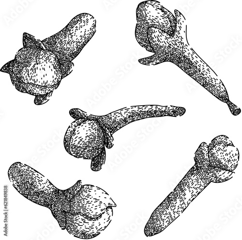 clove spice set hand drawn. ingredient seasoning, natural aroma, spicy brown clove spice vector sketch. isolated black illustration