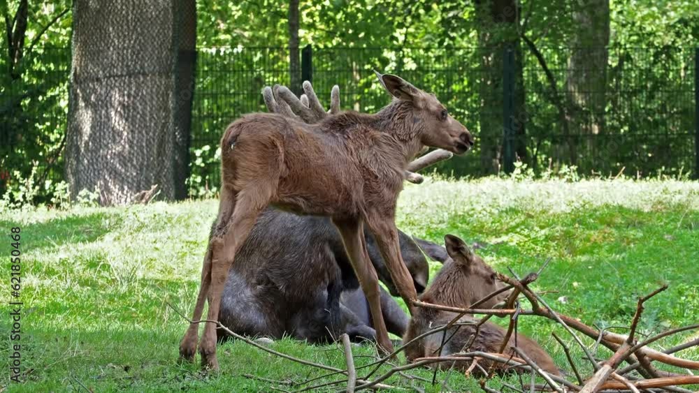 Family of moose or elk, Alces alces is the largest extant species in the deer family. Moose are distinguished by the broad, flat, or palmate antlers of the males.