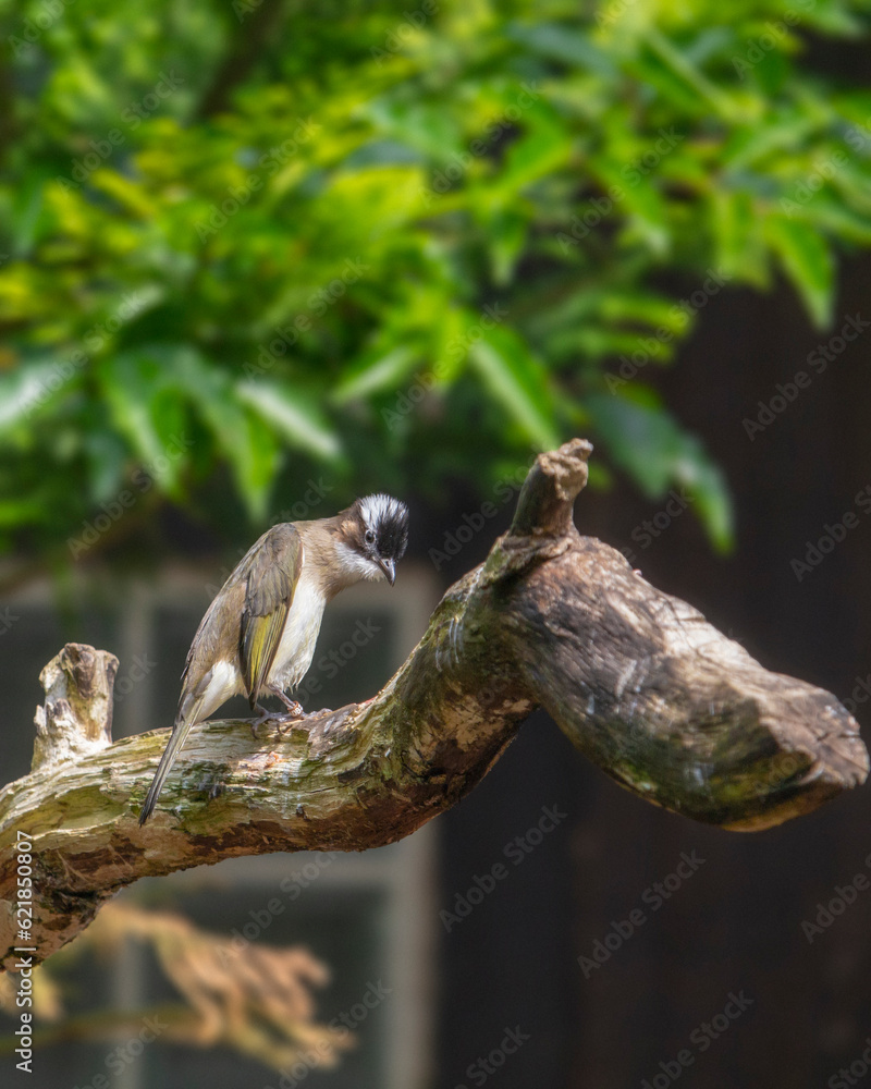 Light-vented bulbul is a small song bird. Pycnonotus sinensis