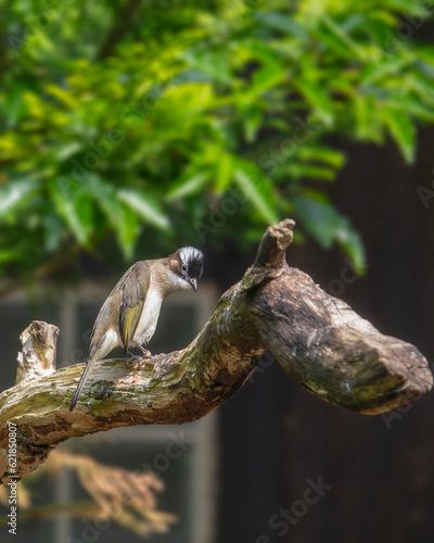 Light-vented bulbul is a small song bird. Pycnonotus sinensis