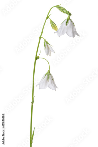 beautiful white hand bell is isolated on white background, closeup