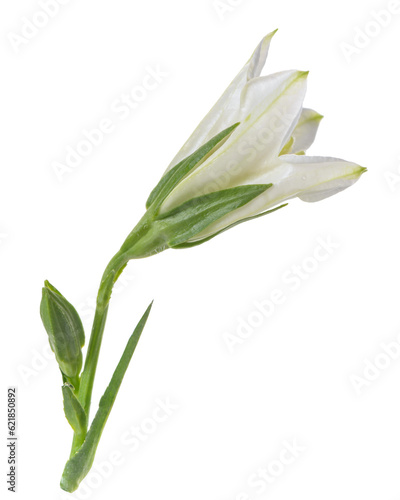 beautiful white hand bell is isolated on white background, closeup