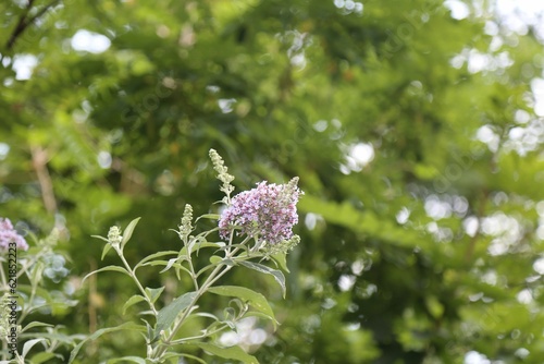 flower, nature, plant, garden, summer, flora, bloom, flowers, beauty, purple, grass