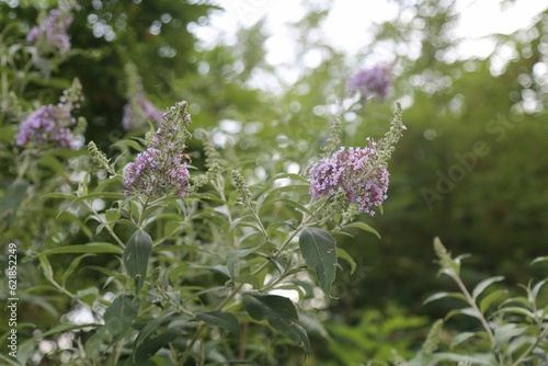 flower, nature, plant, garden, summer, flora, bloom, flowers, beauty, purple, grass