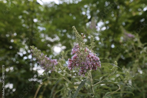 flower, nature, plant, garden, summer, flora, bloom, flowers, beauty, purple, grass