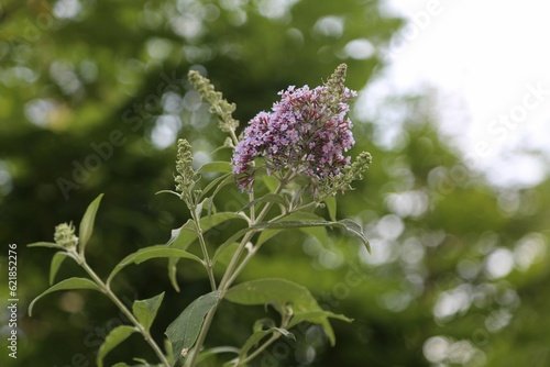 flower, nature, plant, garden, summer, flora, bloom, flowers, beauty, purple, grass