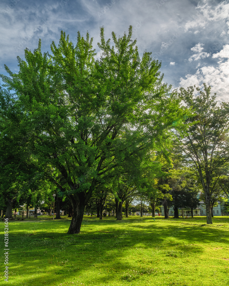 茨城県水戸市 茨城県立歴史館の初夏の風景 茨城県水戸市 茨城県立歴史館の初夏の風景