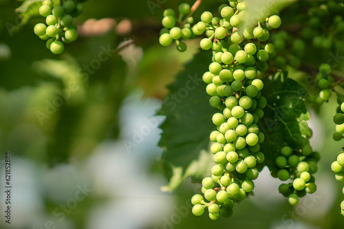 the grape bush, its clusters are still green, the peasants are waiting for the grapes to ripen, homemade wine will be harvested from it by hand, which will be stored in the basement in wooden barrels