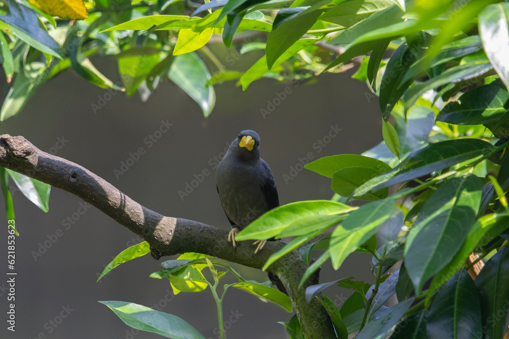 Grosbeak Starling or Grosbeak Myna (Scissirostrum dubium) or in Indonesia called Jalak Tunggir Merah . High quality photo Grosbeak Starling or Grosbeak Myna (Scissirostrum dubium) or in Indonesia called Jalak Tunggir Merah . High quality photo