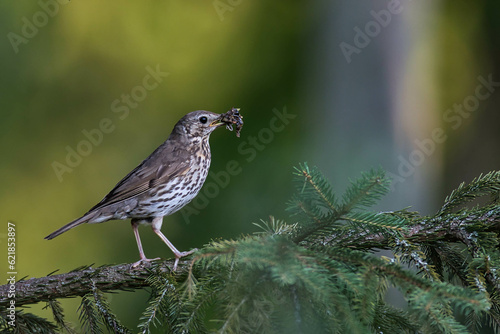 Singdrossel (Turdus philomelos) photo