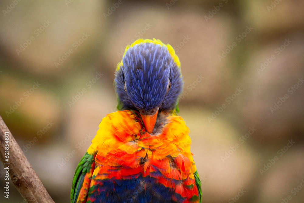 Naklejka premium Rainbow Lorikeet Trichoglossus haematodus Closeup. Trichoglossus moluccanus. High quality photo