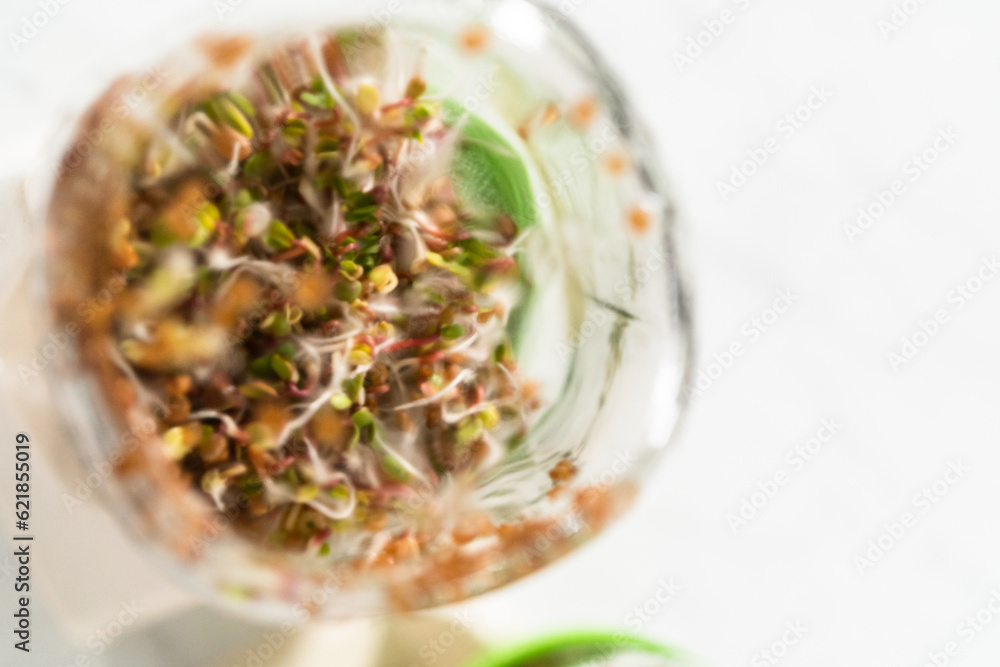 Growing sprouts in a jar Growing sprouts in a jar