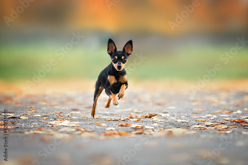 small russian toy dog running in the park off leash