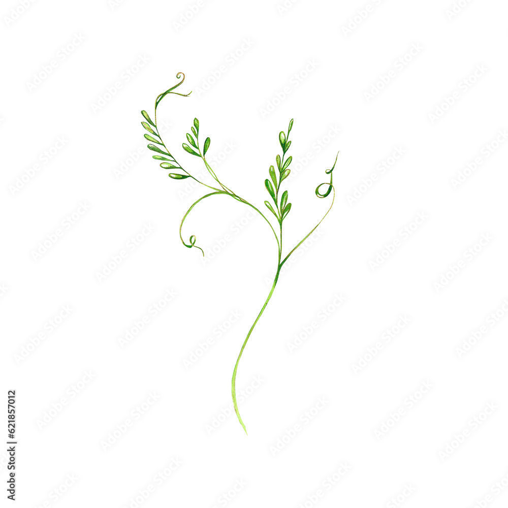 Fototapeta premium a set of watercolor bright illustrations. meadow grasses, flowers, clover. summer mood for the design of postcards, invitations, website design.