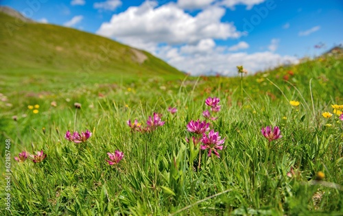 flowering clover in a green alpine meadow in an idyllic  mountainous landscape.