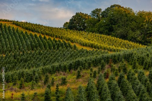 Christmas tree farm