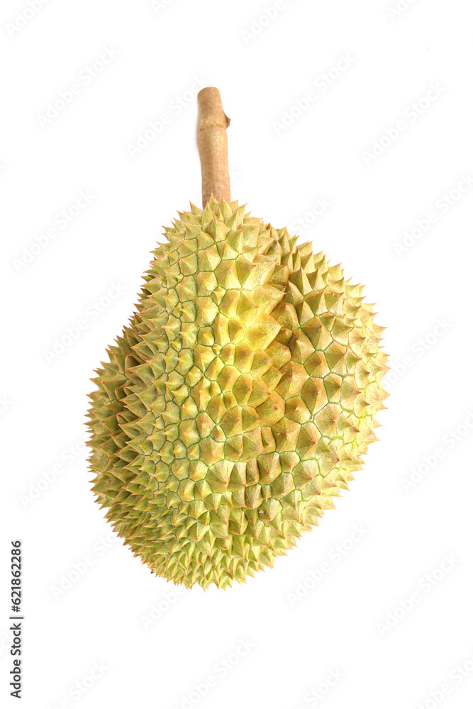 durian fruit on white background Durian is known as the king of fruits with a unique aroma, The skin is hard with thorns, the flesh is yellow. And has a sweet, oily, delicious, soft and smooth taste. durian fruit on white background Durian is known as the king of fruits with a unique aroma, The skin is hard with thorns, the flesh is yellow. And has a sweet, oily, delicious, soft and smooth taste.