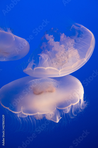 Jelly fishes