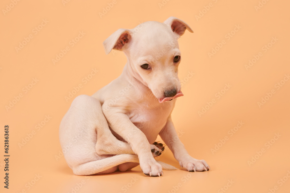 Portrait of cute Italian Greyhound puppy showing tongue isolated on orange studio background. Small sleepy beagle dog white beige color.