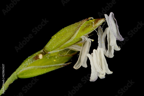 Rough Meadow Grass (Poa trivialis). Spikelets Closeup