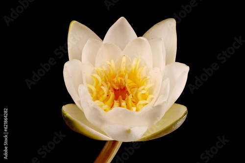 White Water-Lily (Nymphaea alba). Flower Closeup