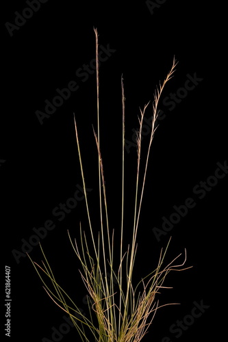 Canvastavla Mat Grass (Nardus stricta). Habit