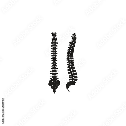 human bones