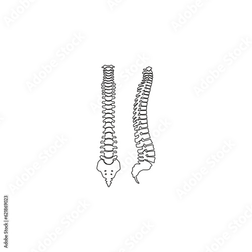 human bones