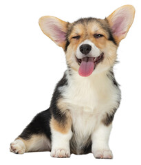 Beautiful dog. Cute little corgi dog, puppy calmly sitting, smiling with tongue sticking out isolated on transparent background