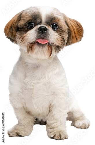 One cute little Shih Tzu dog, puppy sitting on floor with sticked out tongue isolated on transparent background
