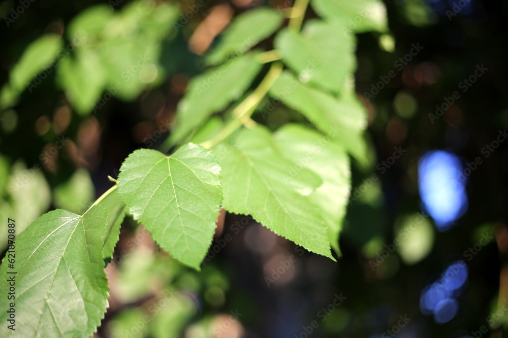 green leaves in the sun green leaves in the sun