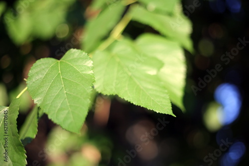 green leaves in the sun