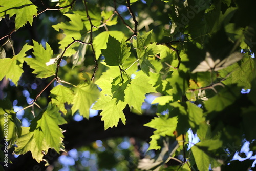 green leaves in the sun