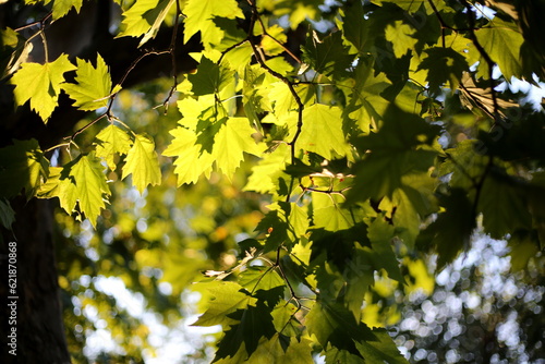 green leaves in the sun