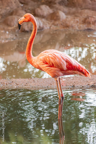 American flamingo   Phoenicopterus ruber   standing in a lake