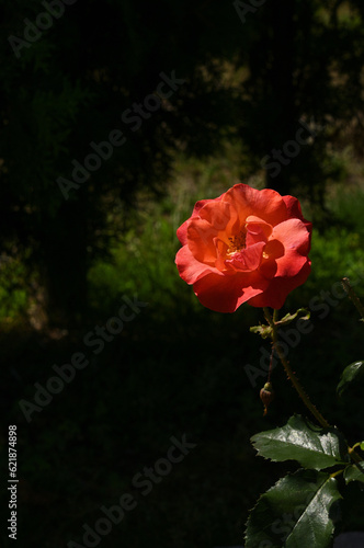 薔薇　