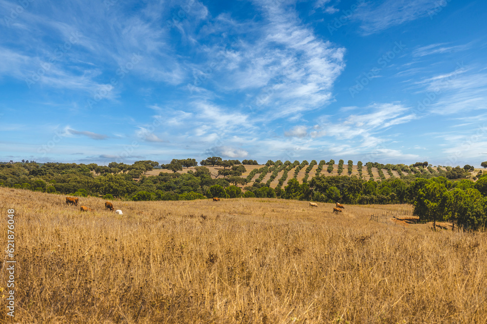 Traditional Alentejo landscape in Portugal with cork oaks, herds of cows, olive groves and soil with straw yellow from the sun