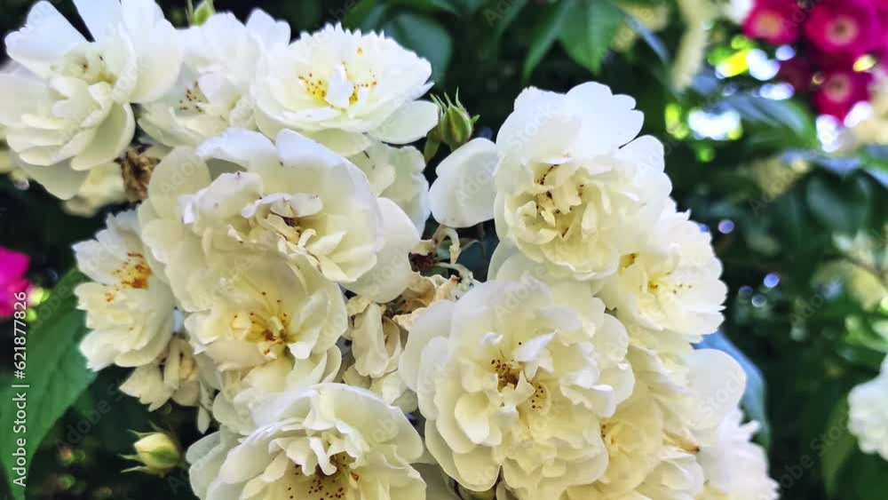 white flowers white flowers