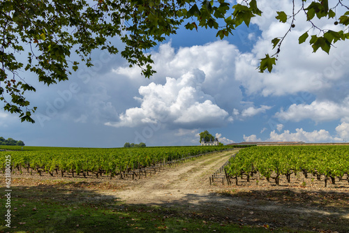 Vineyards near Margaux (Chateau Margaux), Bordeaux, Aquitaine, France photo