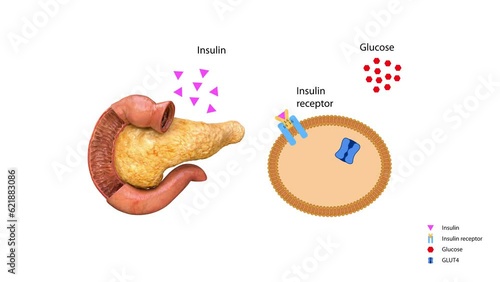 Insulin regulates the metabolism and is the key that unlocks the cell's glucose channel, 3d 2d graphic, render, animation photo