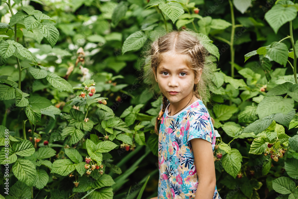A cute little girl is picking fresh berries at an organic raspberry farm on a warm, sunny summer day. The child enjoys the taste of organic fruits. Fresh healthy organic food for young children. A cute little girl is picking fresh berries at an organic raspberry farm on a warm, sunny summer day. The child enjoys the taste of organic fruits. Fresh healthy organic food for young children.