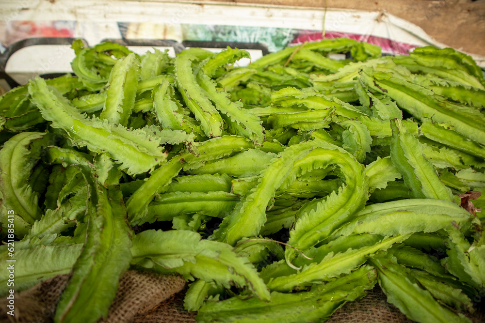 Close up of green fern leaves in local market Close up of green fern leaves in local market