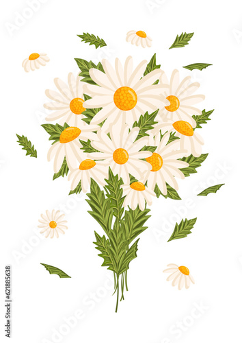 Spring bouquet of white chamomile or daisy flowers. Botanical vector illustration isolated on white background for postcard, poster, ad, decor, fabric and other uses.