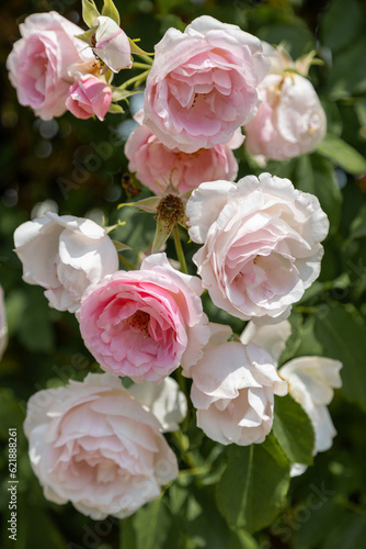 Blossoms of the shrub rose Eden Rose 85 in full bloom in white  pink and light green