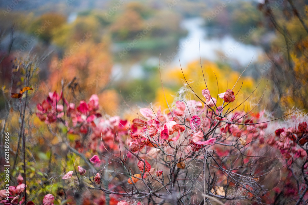 closeup abstract autumn background closeup abstract autumn background