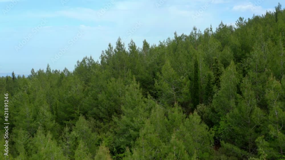 Pine forests in the high mountains Pine forests in the high mountains