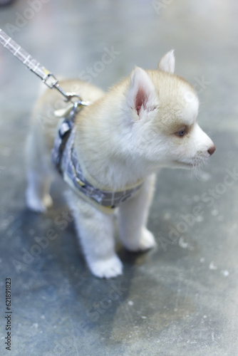 cute Siberian Husky puppy dog  with dog leash look up sitting on the floor © BloodysAlice